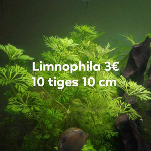 limnophila sessiliflora