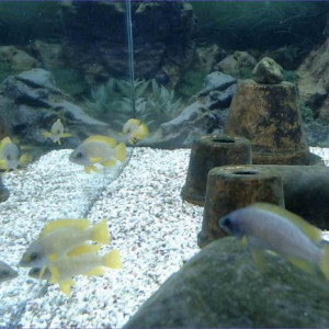 Reproduction Neolamprologus mustax 'Mbita Island'