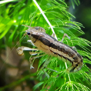 Lot crevettes ,écrevisses et plantes