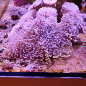 Don Euphyllia paraancora orange