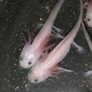 Axolotl leucistique dirty faced et arlequin