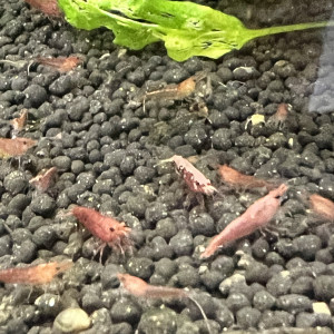 Crevettes red cherry et déclassées