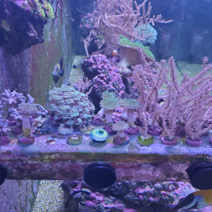 Boutures de coraux moux