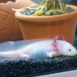 Vente d'axolotls