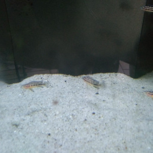 Julidochromis Marksmithi