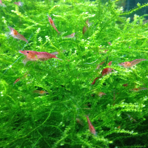 Crevettes Red cherry pour aquarium