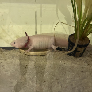 Vends couple Axolotls