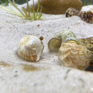 ~15-20 Neolamprologus multifasciatus