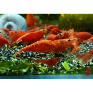 Neocaridina red chery et sakura red