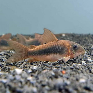 Corydoras Aeneus