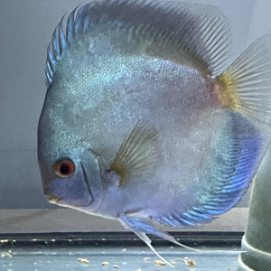 Discus Blue Diamand