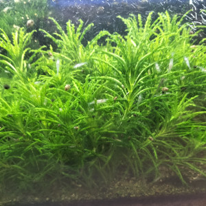 vends crevettes neocaridina blanches