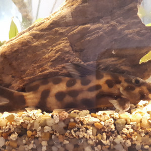 Donne : Botia Striata - Botia Lohachata- Synodontis multipunctata