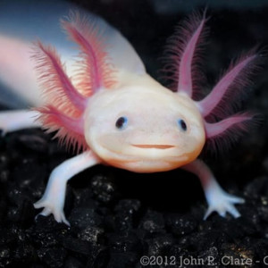 Recherche axolotl