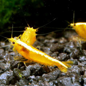 Yellow Néon