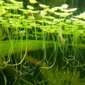 Lemna minor plante aquarium