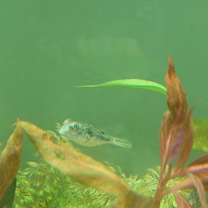 Tetraodon Fahaka - Lineatus