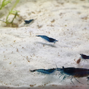 Crevettes Neocaridina Davidi Blue Velvet