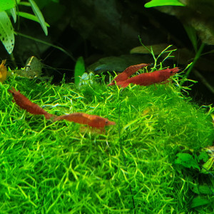 Crevettes red cherry