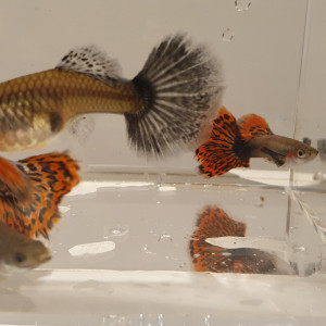 Guppy Dumbo Ear Red Mosaique  (couple 1M + 1F)