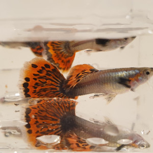 Guppy Dumbo Ear Red Mosaique  (couple 1M + 1F)