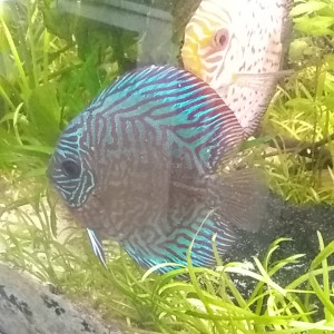 Discus red tiger
