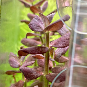 Bacopa salzmanii « Purple »