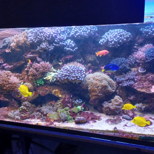 Vente coraux