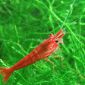 Crevettes Red cherry