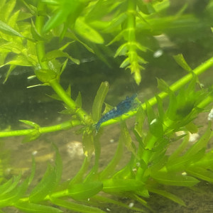 Crevette neocaridina bleu velvet