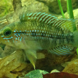 apistogramma ortegai