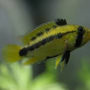 apistogramma ortegai