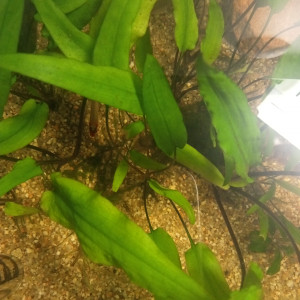 Don ou échange cryptocoryne