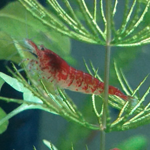 Neocaridina Davidi Red Cherry.