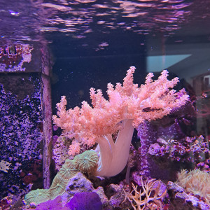 Vente bouture corail Cladelia
