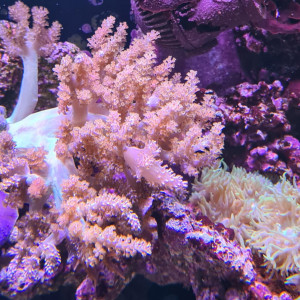 Vente bouture corail Cladelia