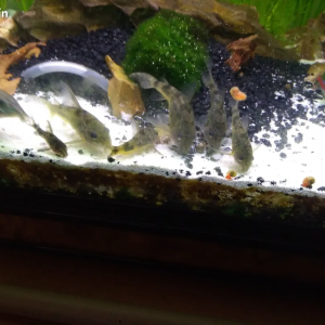 Corydoras poivrer