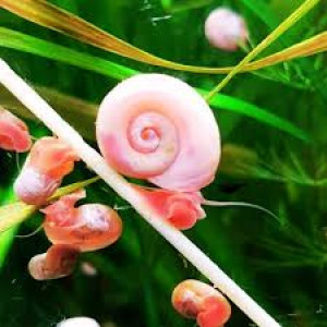 Planorbes roses (variant Pink sélectionné)