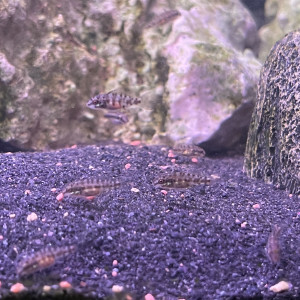 Pelvicachromis Pulcher