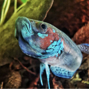 betta cf. unimaculata