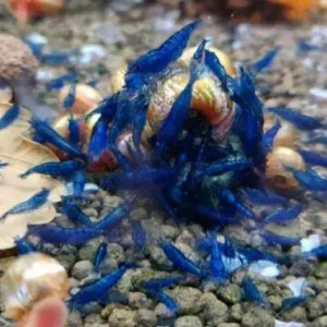 Lot crevettes Blue Dream Blue velvet