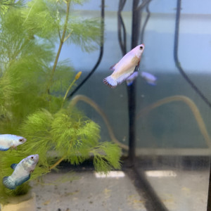 Betta splendens, de magnifiques couleurs