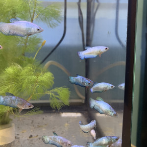 Betta splendens, de magnifiques couleurs