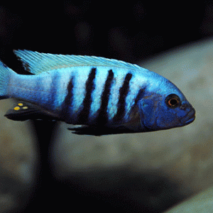 Cynotilapia pulpican