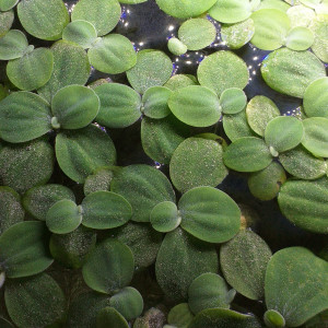 PISTIA STRATIOTES