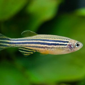 Danio Rerio