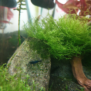 Neocardina bleu velvette ou blue dream
