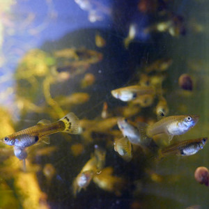 Guppy, guppies, mâles et femelles, femelles gestantes