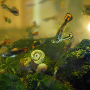 Escargots : planorbes et physes