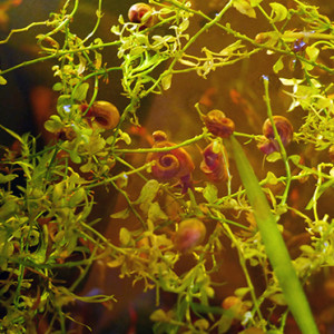 Escargots : planorbes et physes